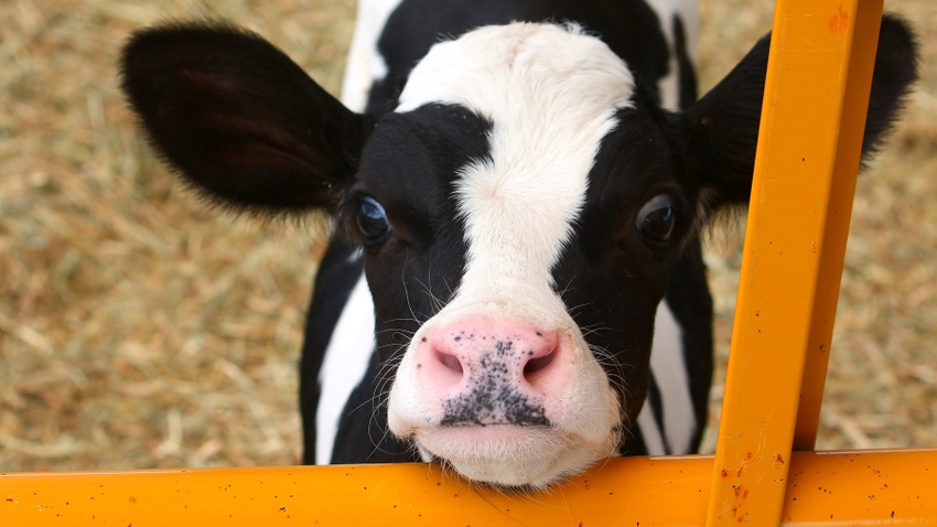 Closeup of Holstein dairy cow's head Closeup of Holstein dairy cow's head