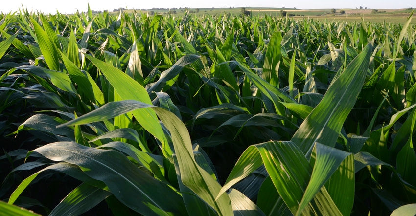 cornfield cornfield