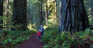 Man and child standing in national redwood forest