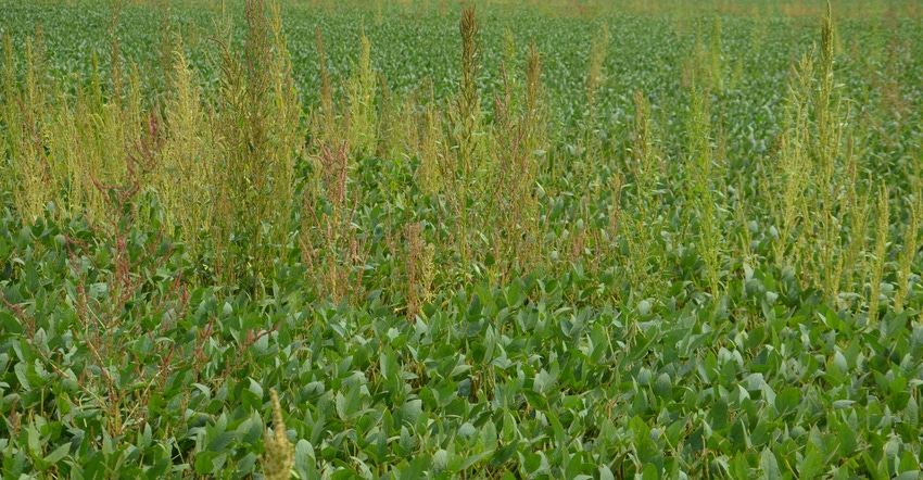 waterhemp and pigweed plants growing in soybean field