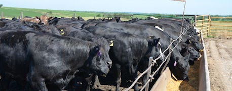 manage_cattle_carefully_avoid_stress_summer_heat_1_635404272129586714.jpg