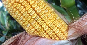dented corn