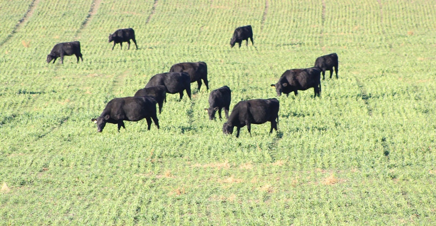Group of cows graze in wheat field