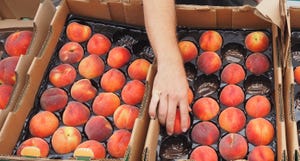 WFP-hearden-peaches.JPG