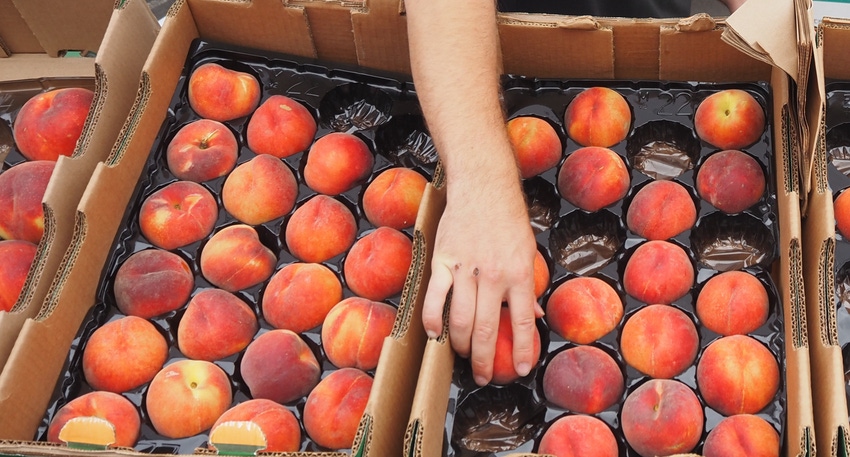 WFP-hearden-peaches.JPG