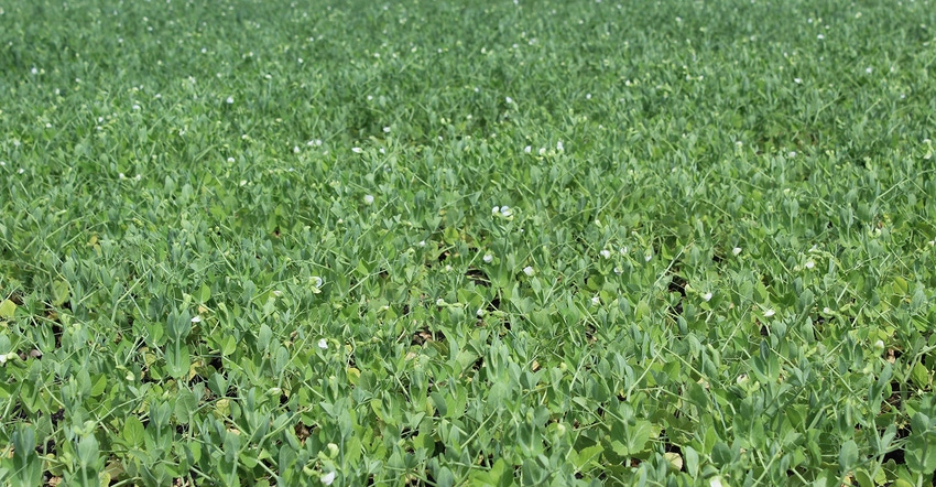 field of peas.jpg
