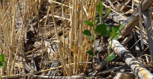 Soybean plant planted in cover crop