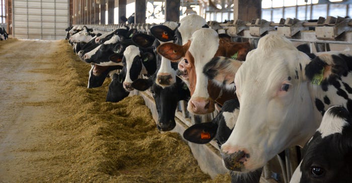 Cows line up to eat in the farm’s free-stall barn 