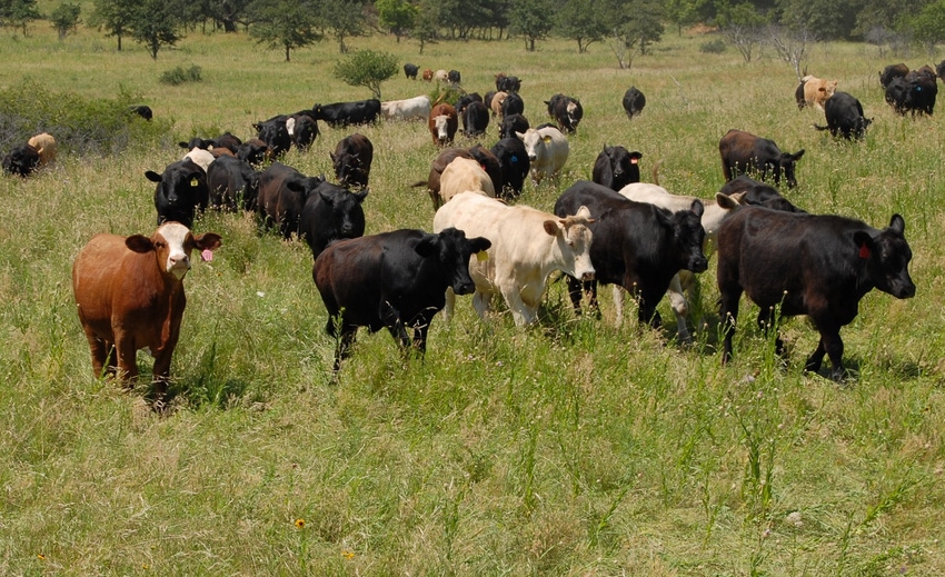 Feeder steers on native pasture Feeder steers on native pasture