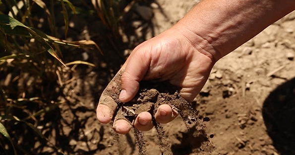 Explore the importance of soil profiles