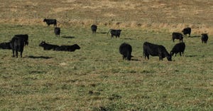 beef cattle in field