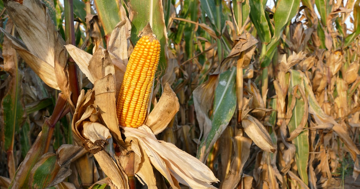 Night temperatures impact corn yield