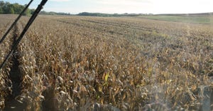 inside combine during corn harvest