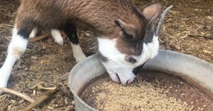 goat eating