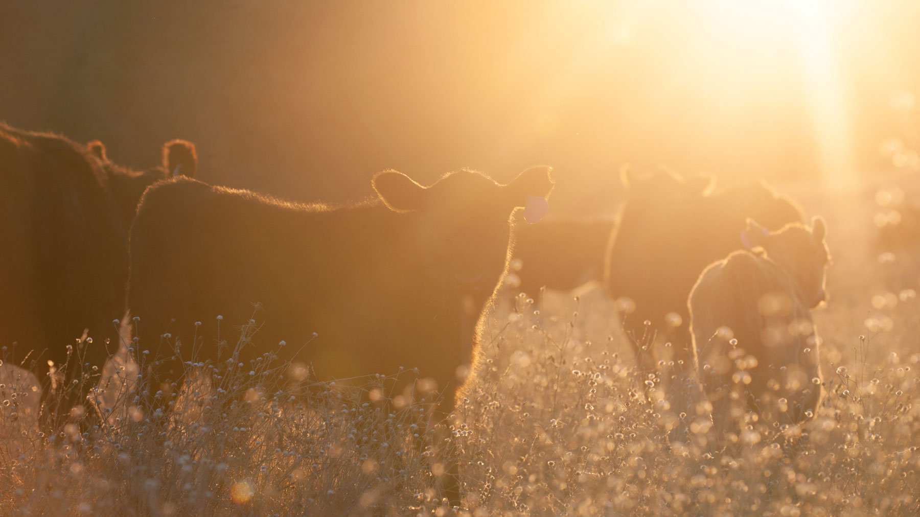 Courtesy of Carrie Richards - Grazing cows silhouetted by the sun