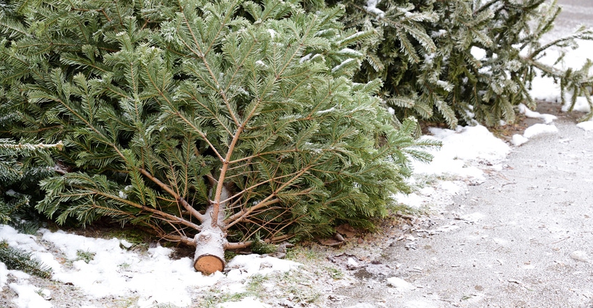 Used Christmas trees covered in snow on the gournd