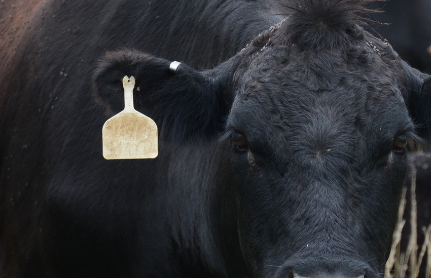Angus cow with metal brucellosis tag in her ear