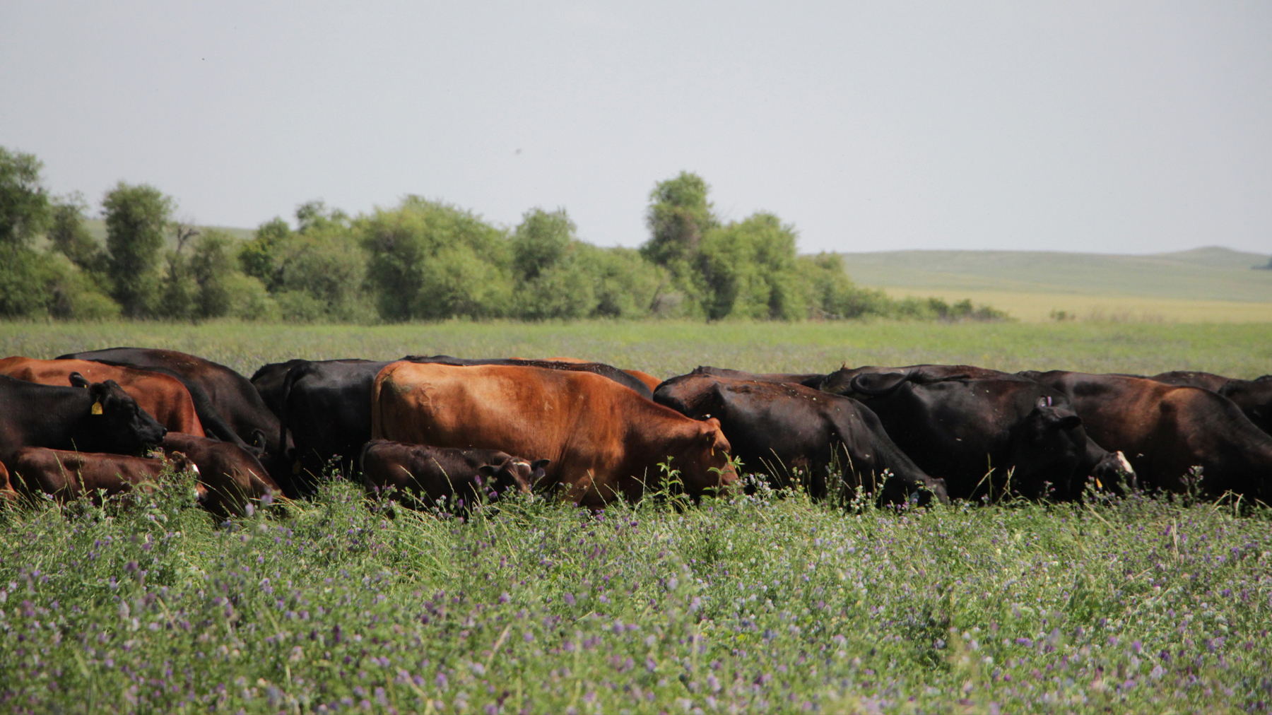 cattle in field