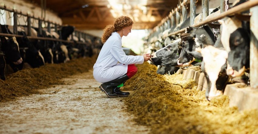 Young woman caring for dairy cows