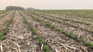 A harvested field with cover crops emerging from the soil