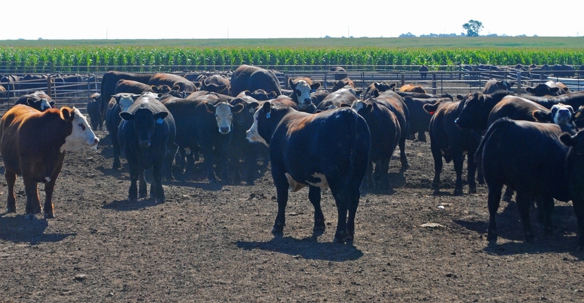 Cattle in a feed yard