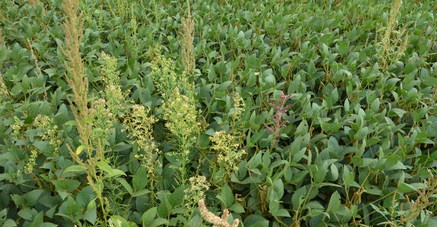 various weeds in soybeans