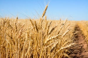 SWFP-SHELLEY-HUGULEY-wheat-harvest-evans-19-4770.jpg