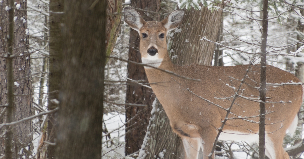 Special deer hunt opens in southeastern Minnesota