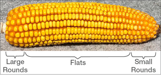 Make these planter adjustments before heading to the corn field