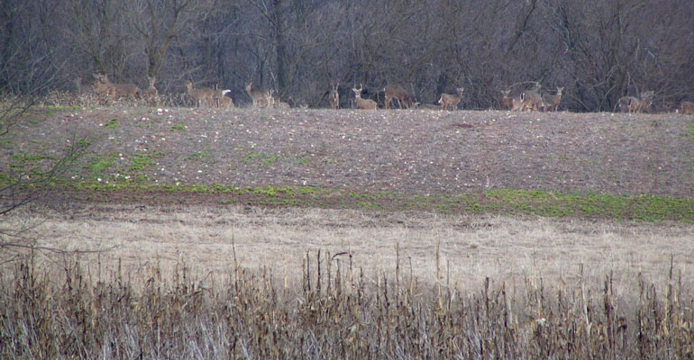 Landscape view of deer feeding on corn silage in a field