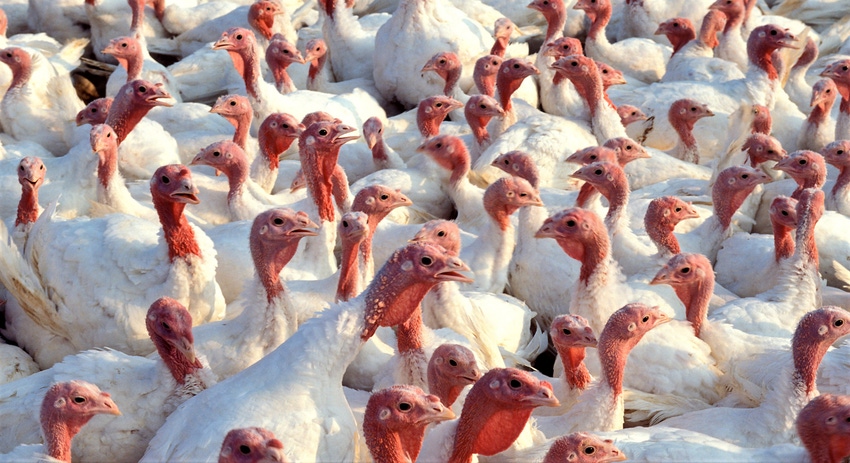 WFP-ARS-turkeys.jpg WFP-ARS-turkeys.jpg