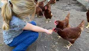 Girl feeds chickens