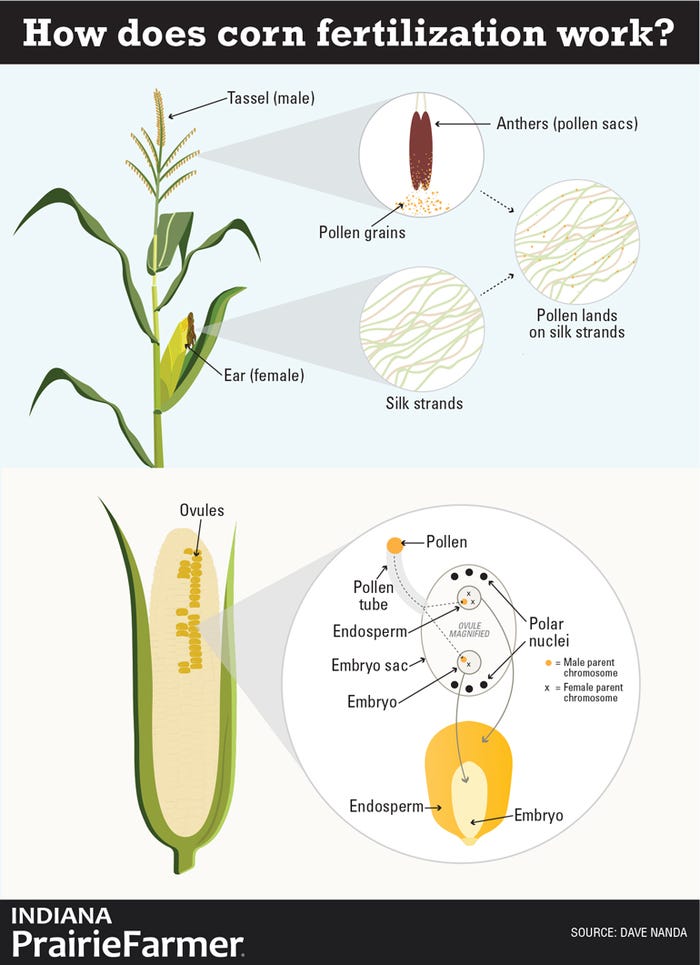how does corn fertilization work infographic