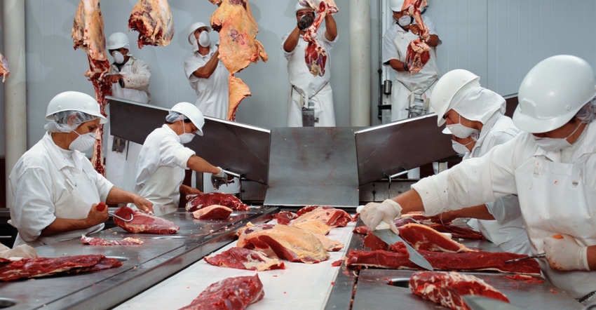 Butchers cutting beef in a slaughterhouse, wearing hygienic masks 