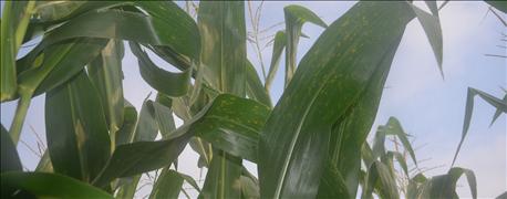 foliar_corn_diseases_reach_new_heights_fields_1_635754464522168000.JPG