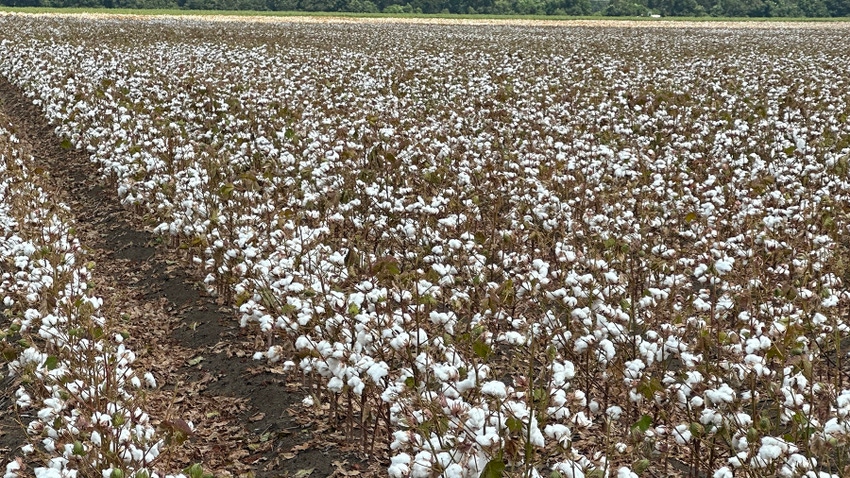 Mississippi Cotton