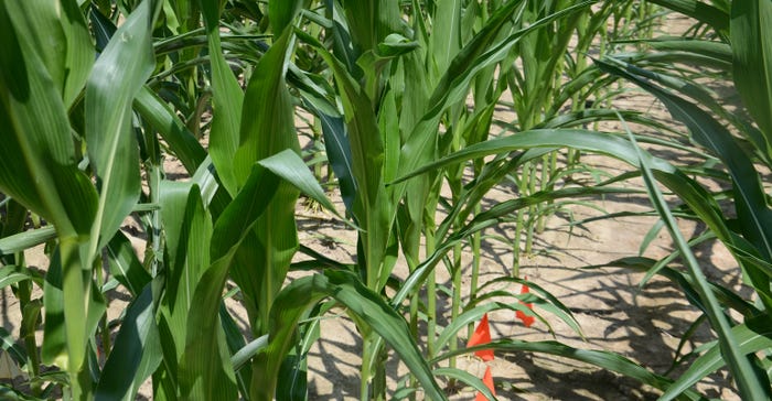 row of corn in field