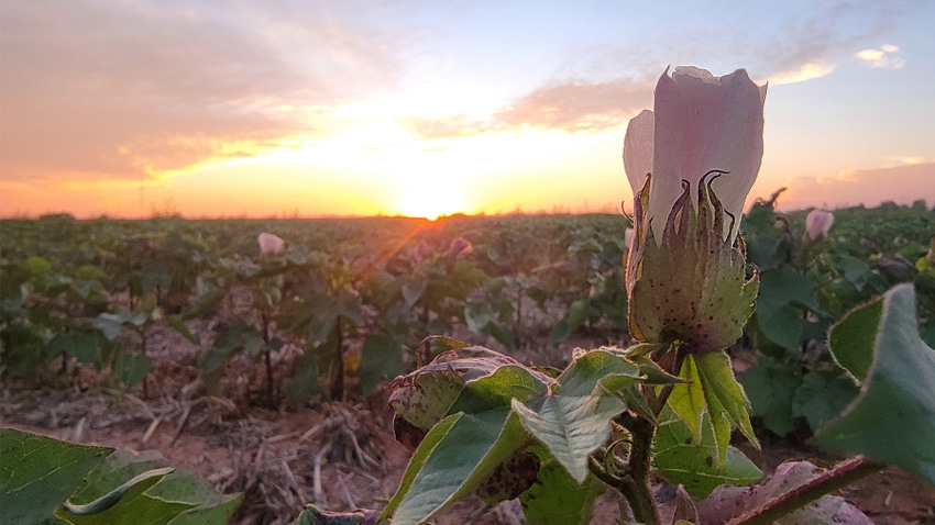 blooming cotton sunset