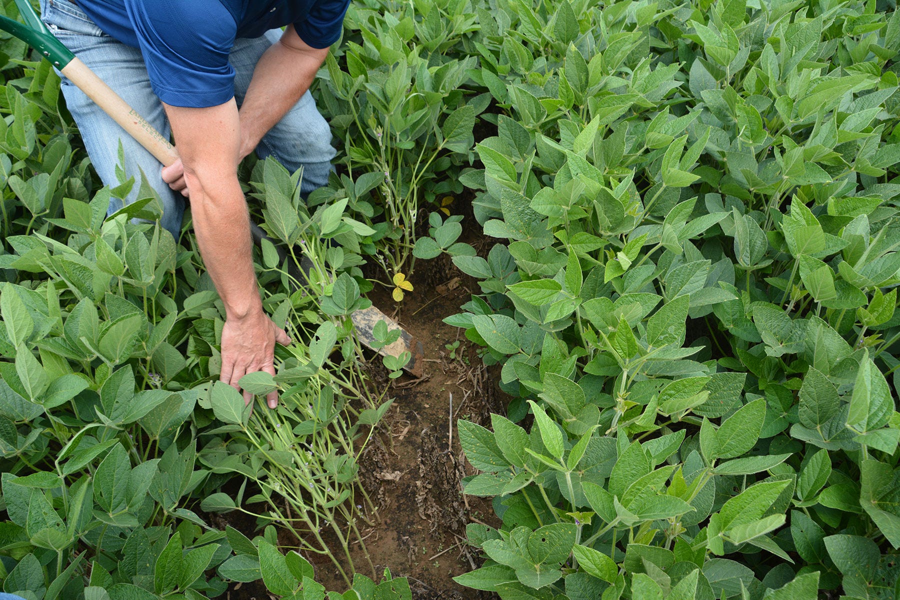person pulling back soybean plants in the field
