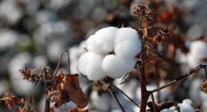 cotton-boll-georgia-haire-farm-a.jpg