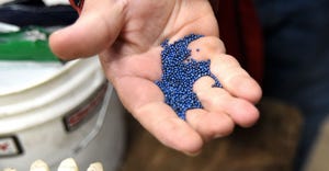 A handful of coated seeds from Zymtronix Catalytic Systems