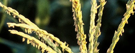 top_things_track_during_corn_pollination_1_635109996914299330.jpg