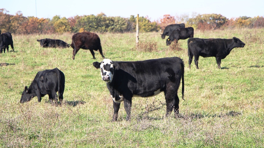 Beef cattle grazing in pasture