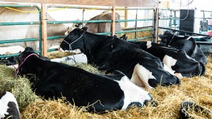 Cows relax in pen at county fair