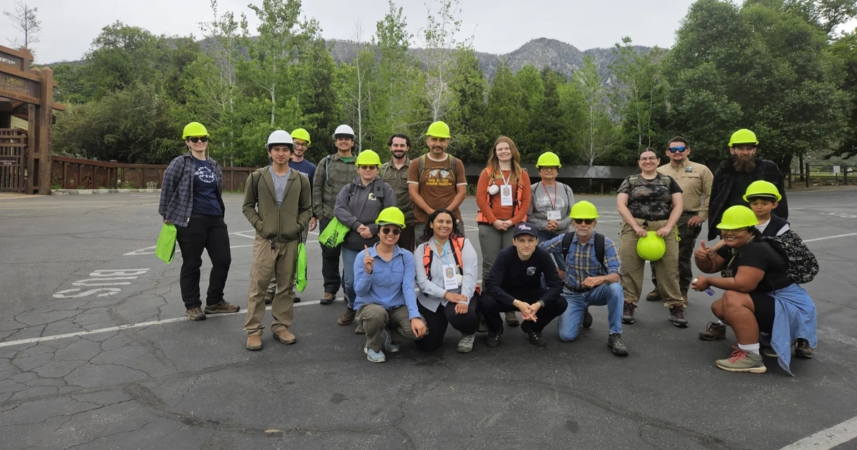 Volunteers track invasive beetle threatening California oak trees