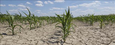 study_wheat_copes_drought_better_maize_1_635999493750272080.jpg