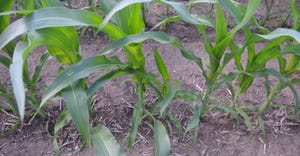 young field corn showing striping sulfur deficiency