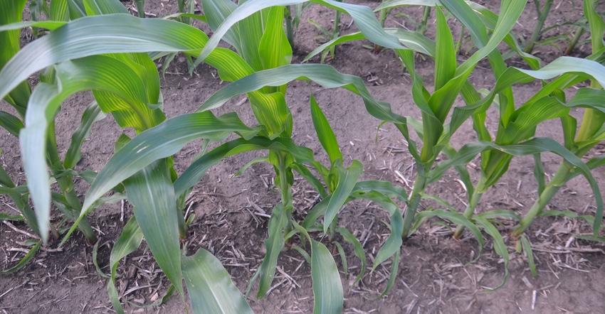 young field corn showing striping sulfur deficiency young field corn showing striping sulfur deficiency