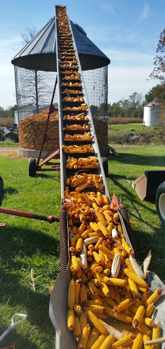 Cribbing ear corn brings back memories
