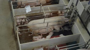 Overhead view of farrowing pen with sows and piglets